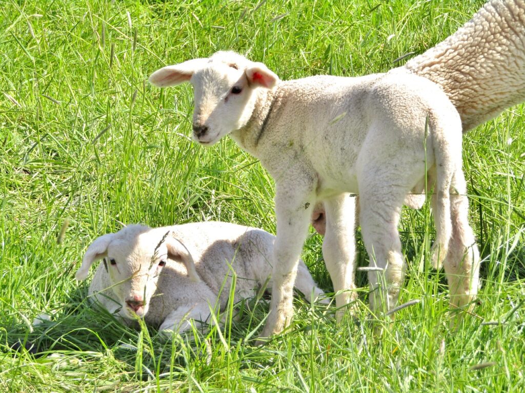 sheep, merino sheep, lambs-5189548.jpg